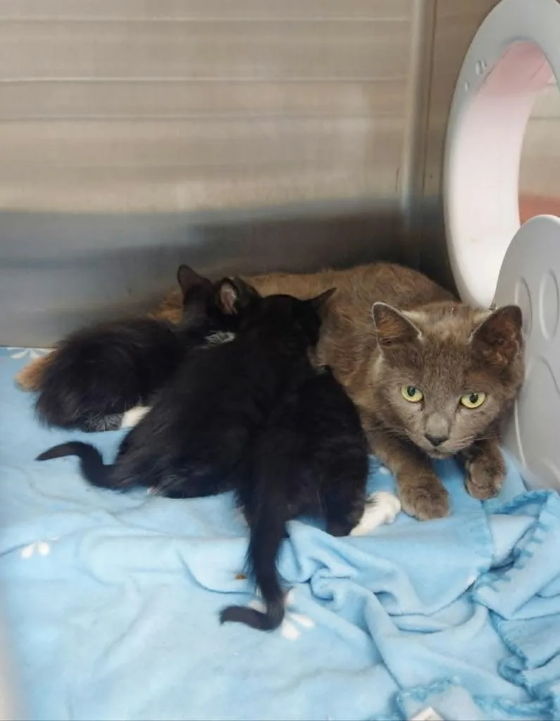 A baby medium-sized male Domestic Short Hair cat named Ramone for adoption in Hartsville, SC