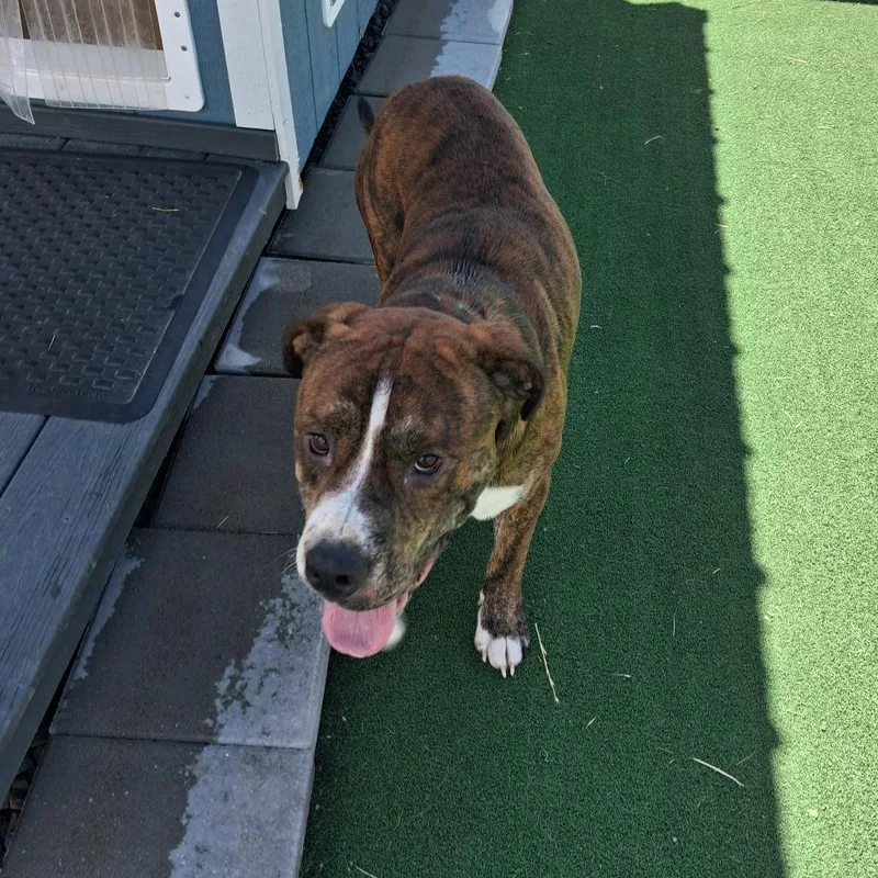 An adult large-sized male Brown / Chocolate Mixed Breed dog named Bob Vance for adoption in East Smithfield , PA