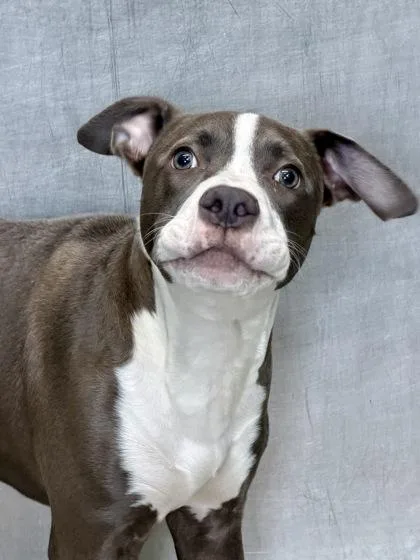 An adult medium-sized female Pit Bull Terrier dog named Bella for adoption in New Orleans, LA