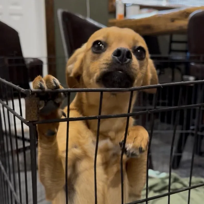 A young small-sized female Golden Chihuahua dog named Dandelion for adoption in Graham, WA