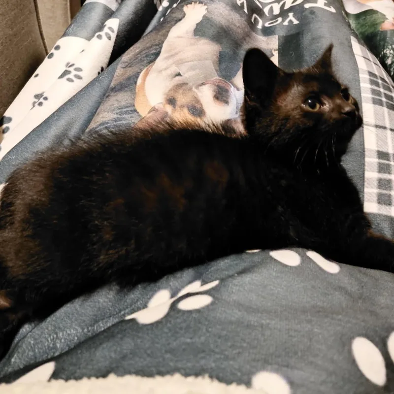 A baby medium-sized female Black Domestic Short Hair cat named Felicia for adoption in Joliet, IL