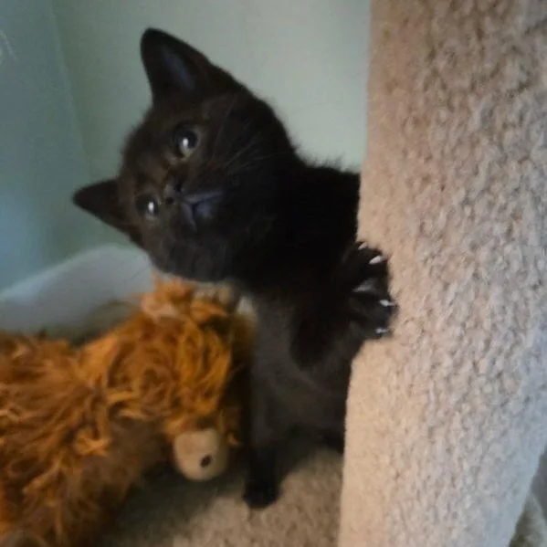 Felicia thumbnail 5