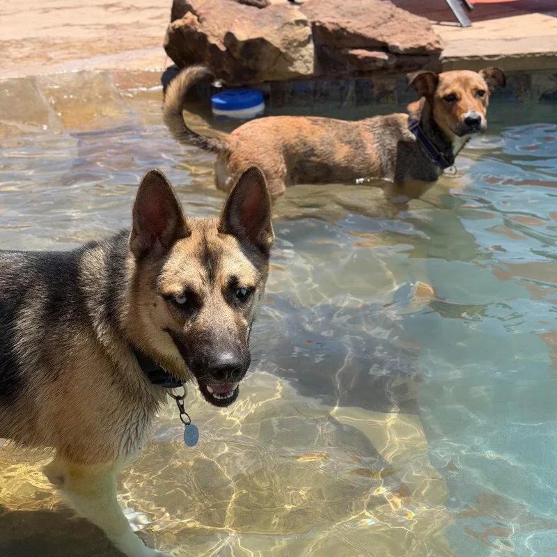 A young large-sized male German Shepherd Dog dog named Locke for adoption in Bloomfield, CT