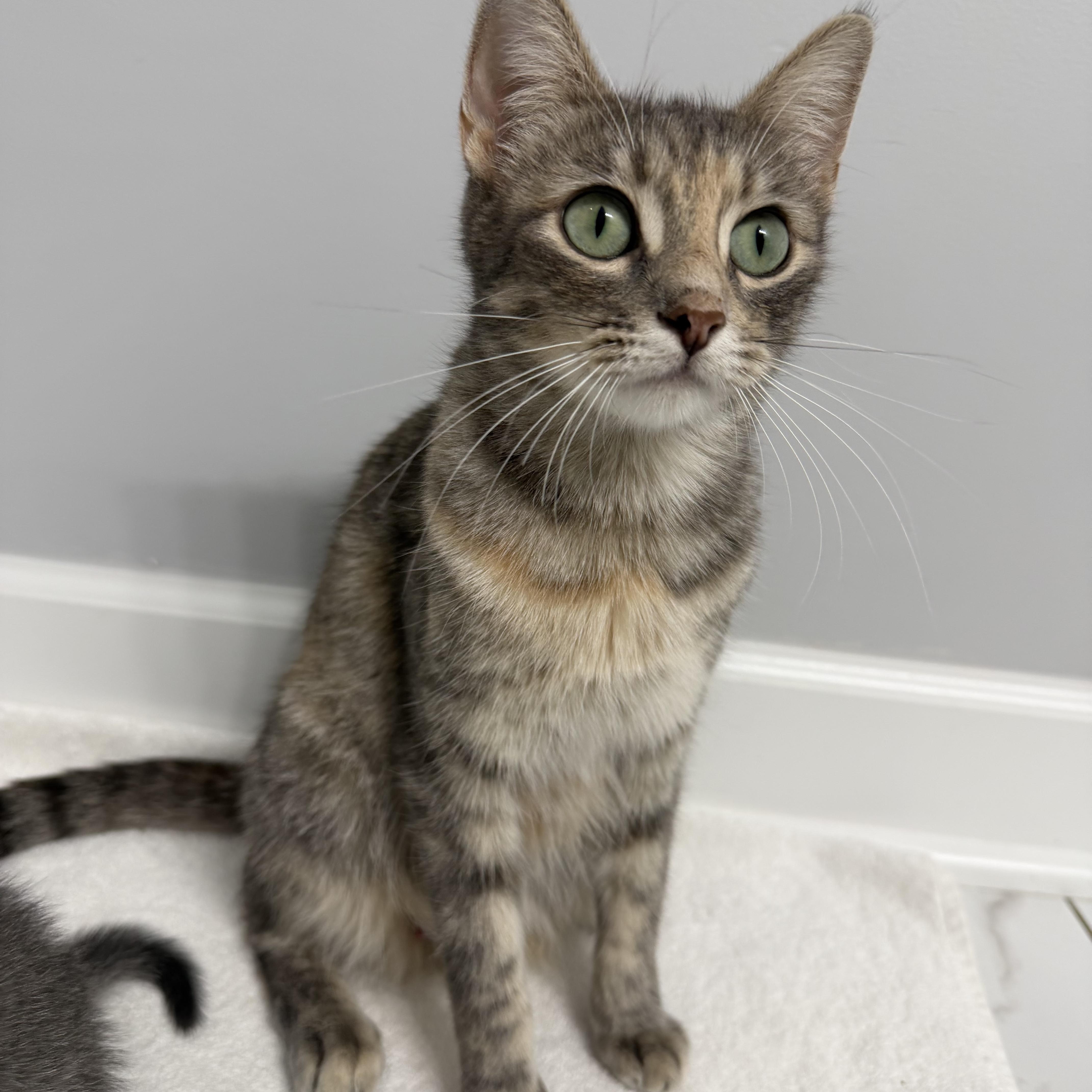 A baby medium-sized female Dilute Calico Domestic Short Hair cat named Dolly Parton for adoption in Chicago, IL