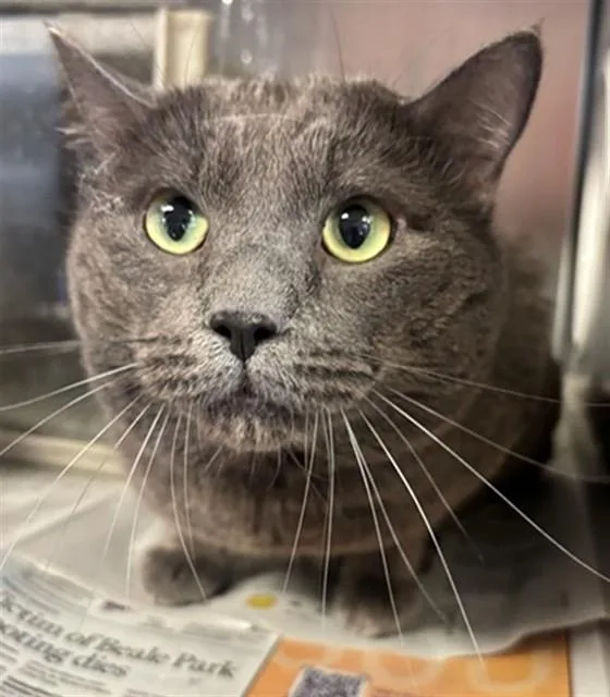 An adult small-sized male Domestic Short Hair cat named Rocco for adoption in Lancaster, CA