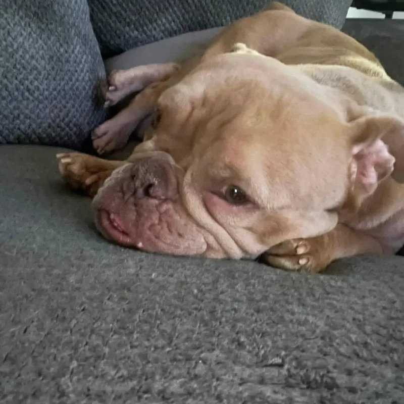 Lola thumbnail 2