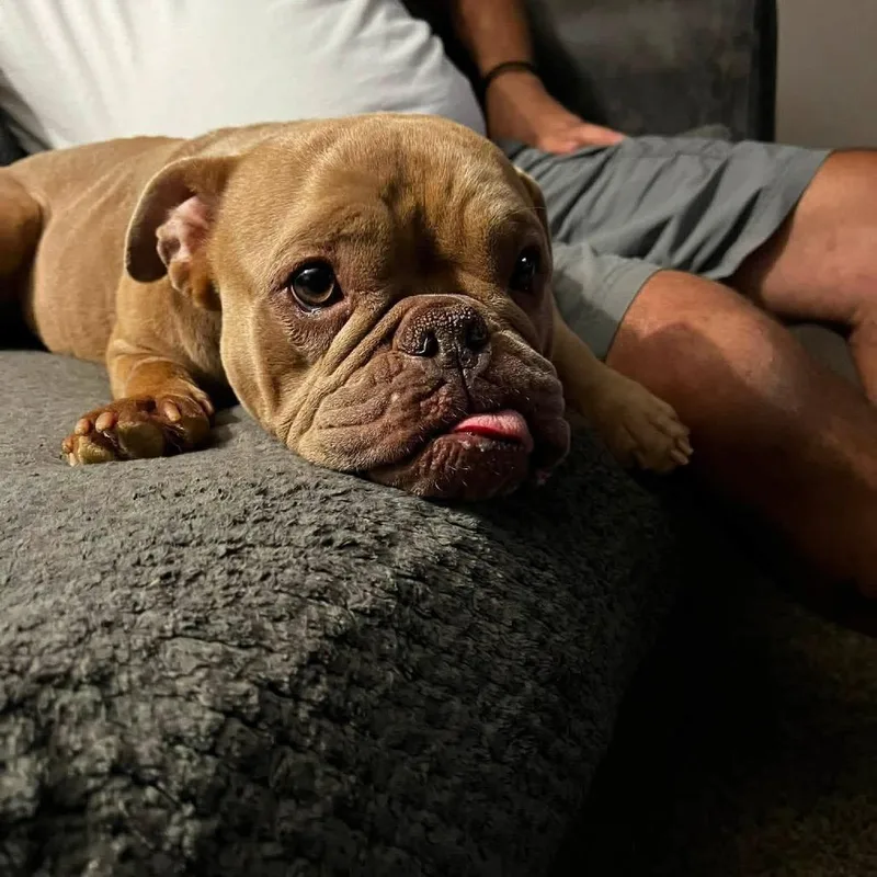 Lola thumbnail 3