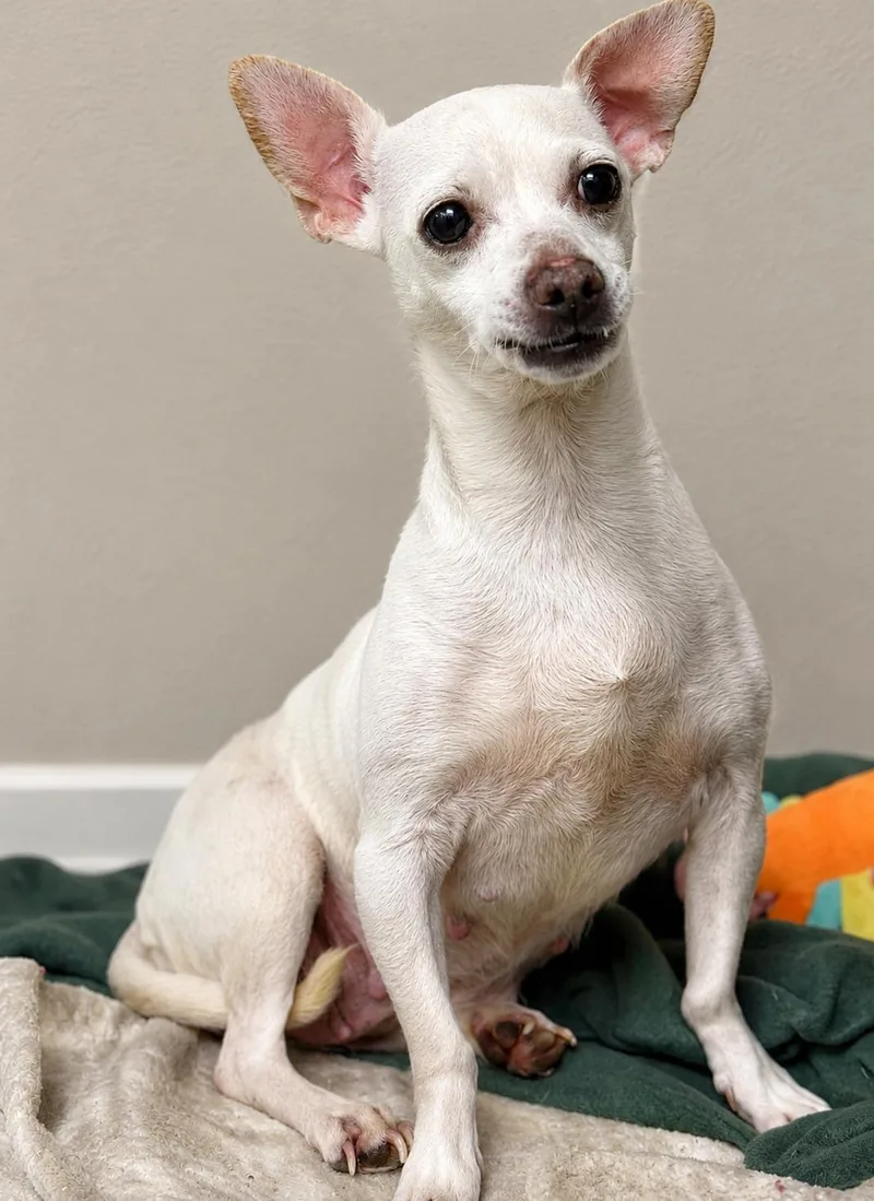 A senior small-sized female White / Cream Chihuahua dog named Alfreda for adoption in Boca Raton, FL