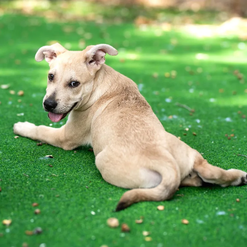 A young medium-sized female Yellow / Tan / Blond / Fawn Labrador Retriever dog named Hallie for adoption in Corpus Christi, TX