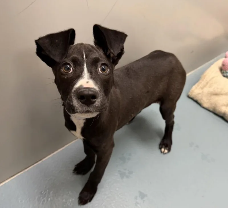 A baby small-sized female Staffordshire Bull Terrier dog named Olive for adoption in Houston, TX