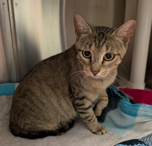 A young medium-sized female Domestic Short Hair cat named Mandy A for adoption in Plano, TX