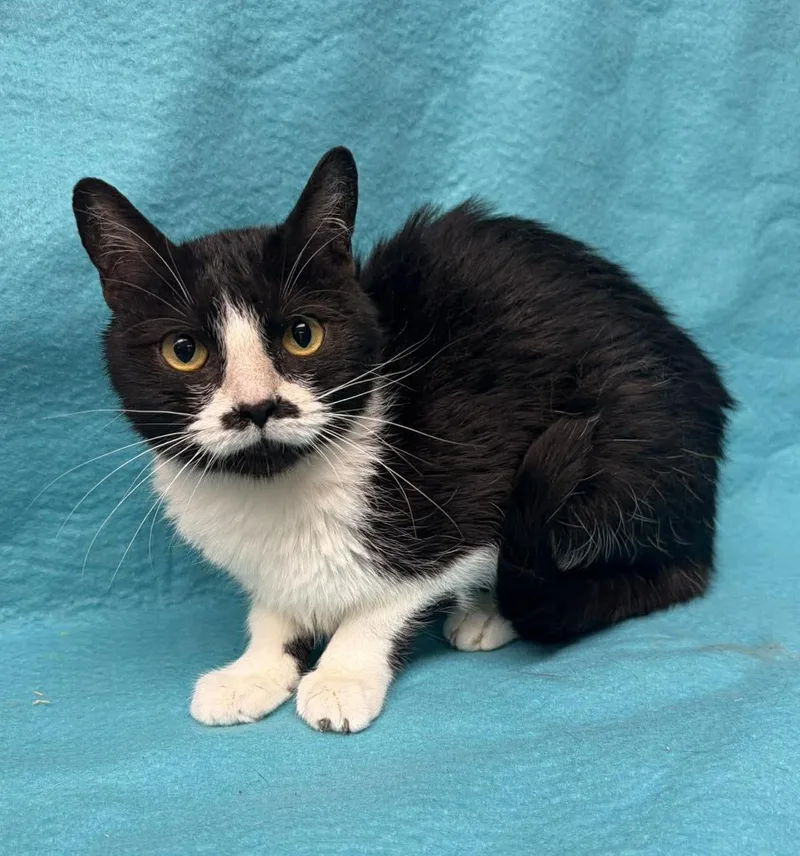 An adult medium-sized female Black & White / Tuxedo Domestic Short Hair cat named Air Fryer for adoption in Maryville, MO