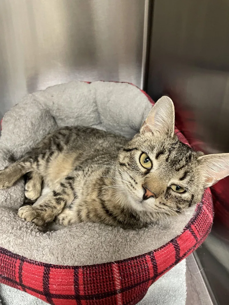 An adult medium-sized male Tabby cat named Bacon for adoption in Georgetown, KY