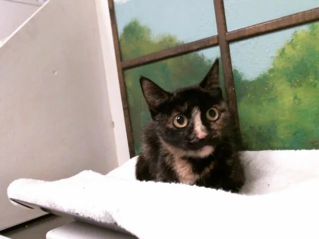 A young medium-sized female Domestic Short Hair cat named Caramel for adoption in Houston, TX