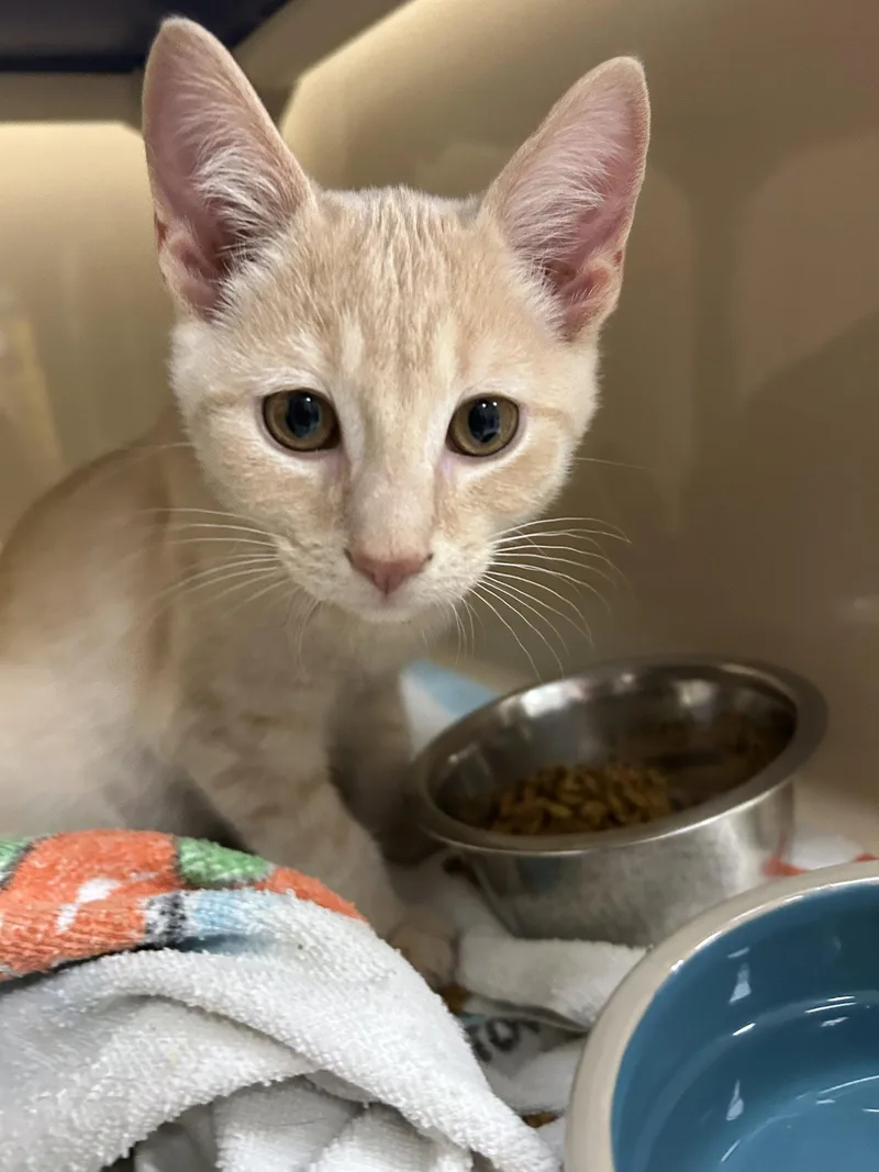 A young medium-sized male Orange / Red Domestic Short Hair cat named Ed Sheeran for adoption in Lancaster, PA