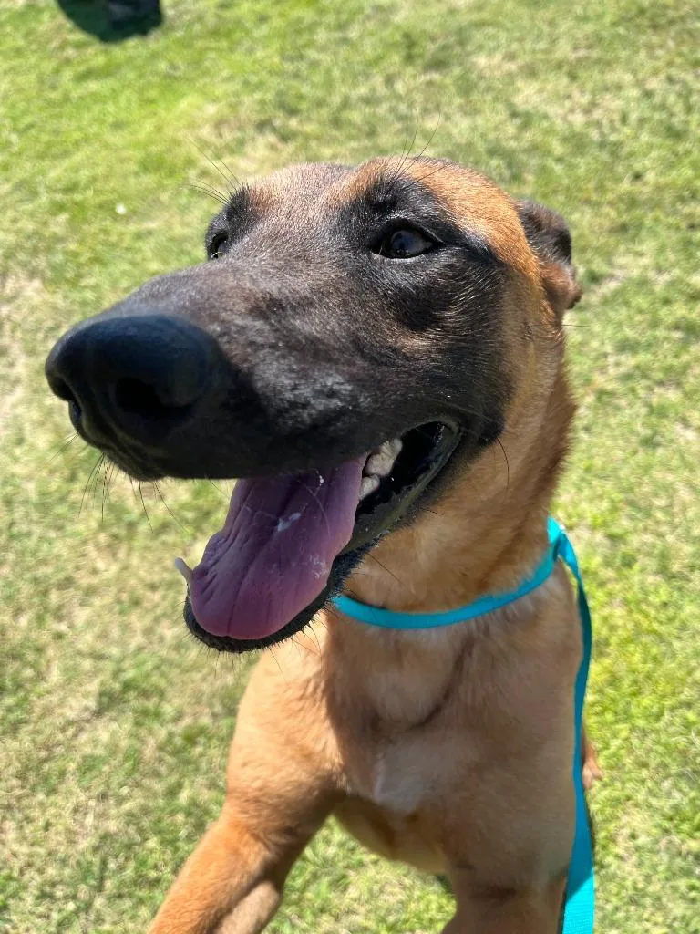 An adult medium-sized female Belgian Shepherd / Malinois dog named Joy for adoption in McFarland, CA