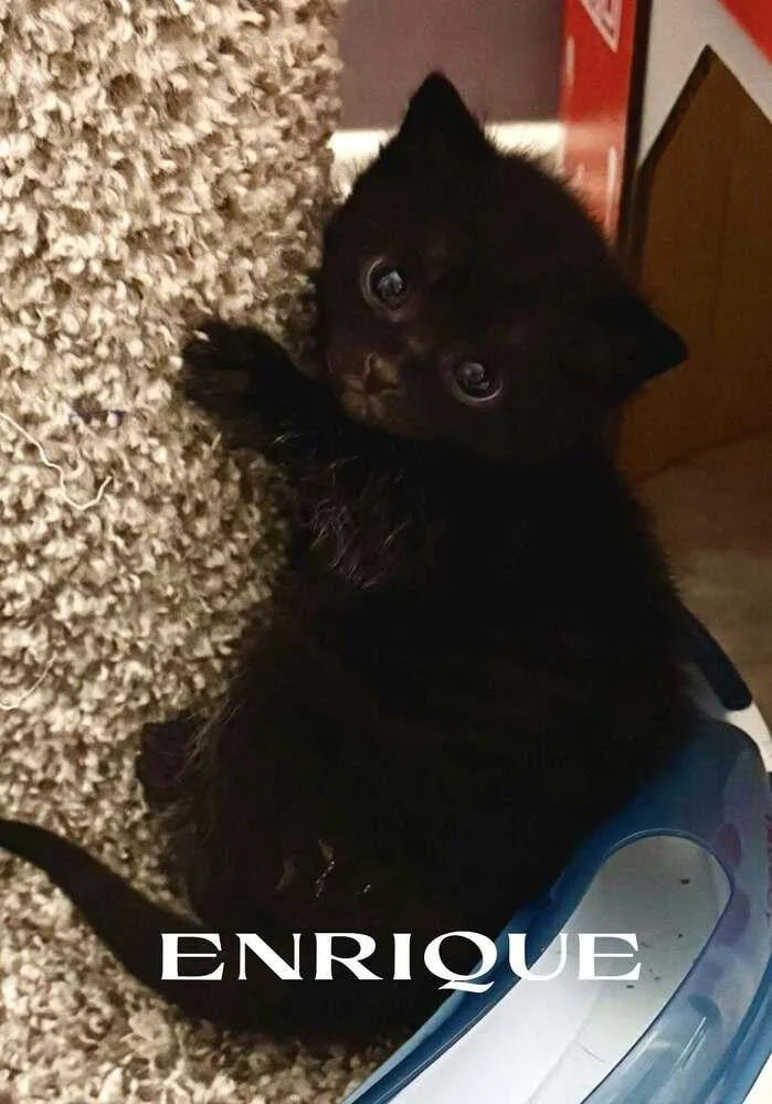 A baby small-sized male Black Domestic Short Hair cat named Enrique Super Playful  for adoption in catonsville , MD