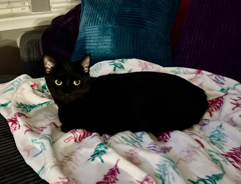 Enrique Super Playful  thumbnail 2