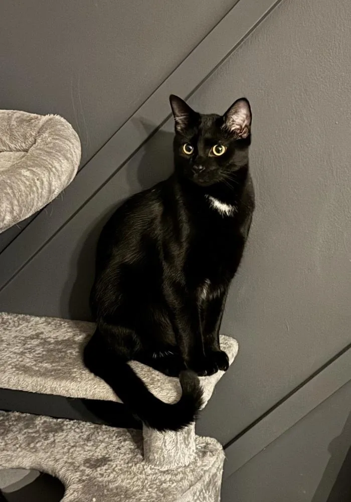 Enrique Super Playful  thumbnail 3