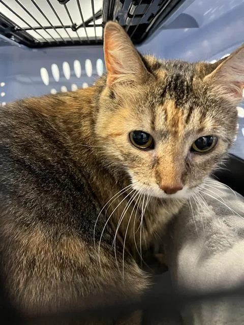 A young medium-sized female Domestic Short Hair cat named Daisy for adoption in Palmetto, FL