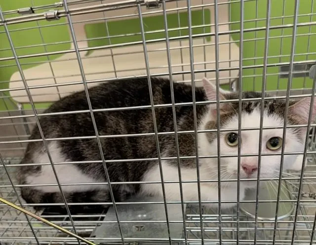 A young large-sized male Domestic Short Hair cat named Pupils for adoption in Louisville, KY
