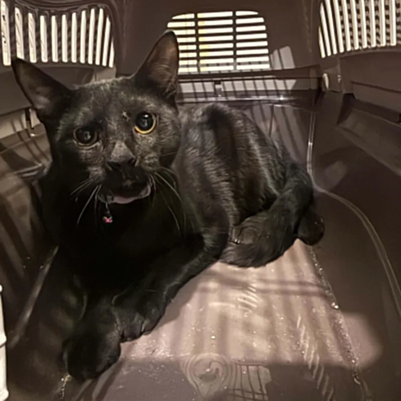 A young medium-sized female Black Domestic Short Hair cat named Tiny for adoption in Antioch, CA