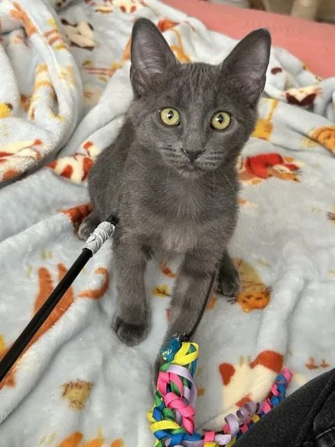 A baby small-sized female Domestic Short Hair cat named Sarah for adoption in West Valley City, UT