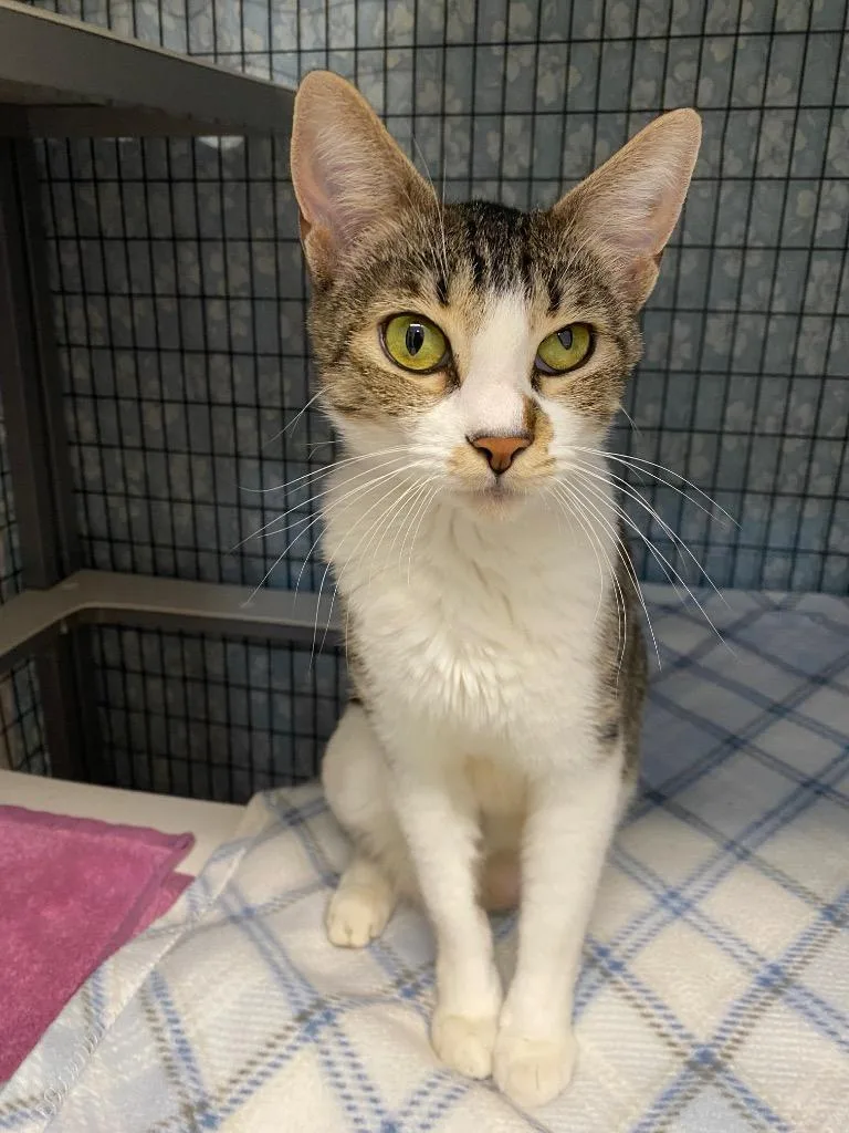 Jelly Bean thumbnail 2