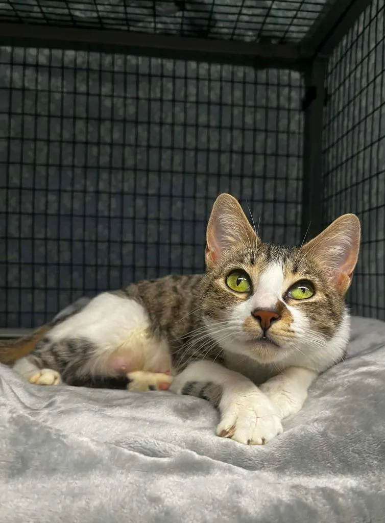 Jelly Bean thumbnail 3