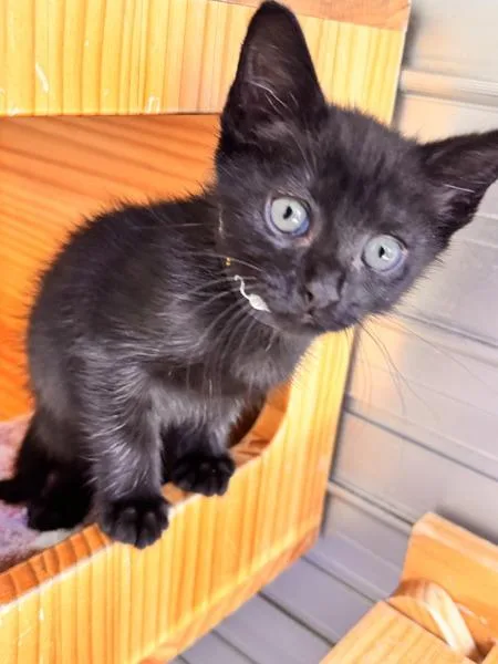 Ollie