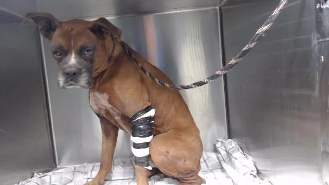 An adult medium-sized male Boxer dog named Rocky for adoption in Downey, CA