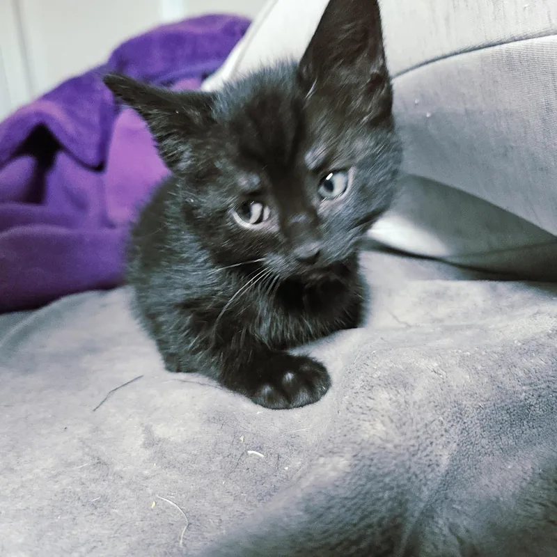 A baby small-sized female Black Domestic Short Hair cat named Downward Dog for adoption in Columbia, MO