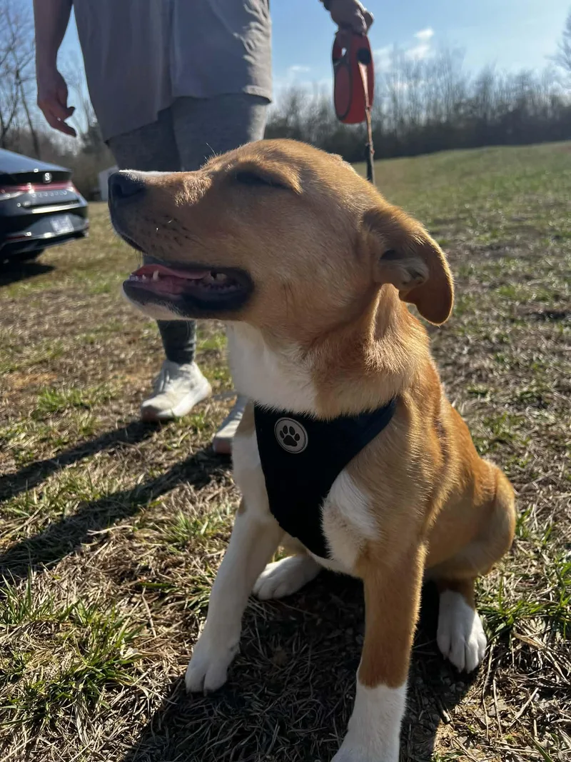 Honey Bee thumbnail 2