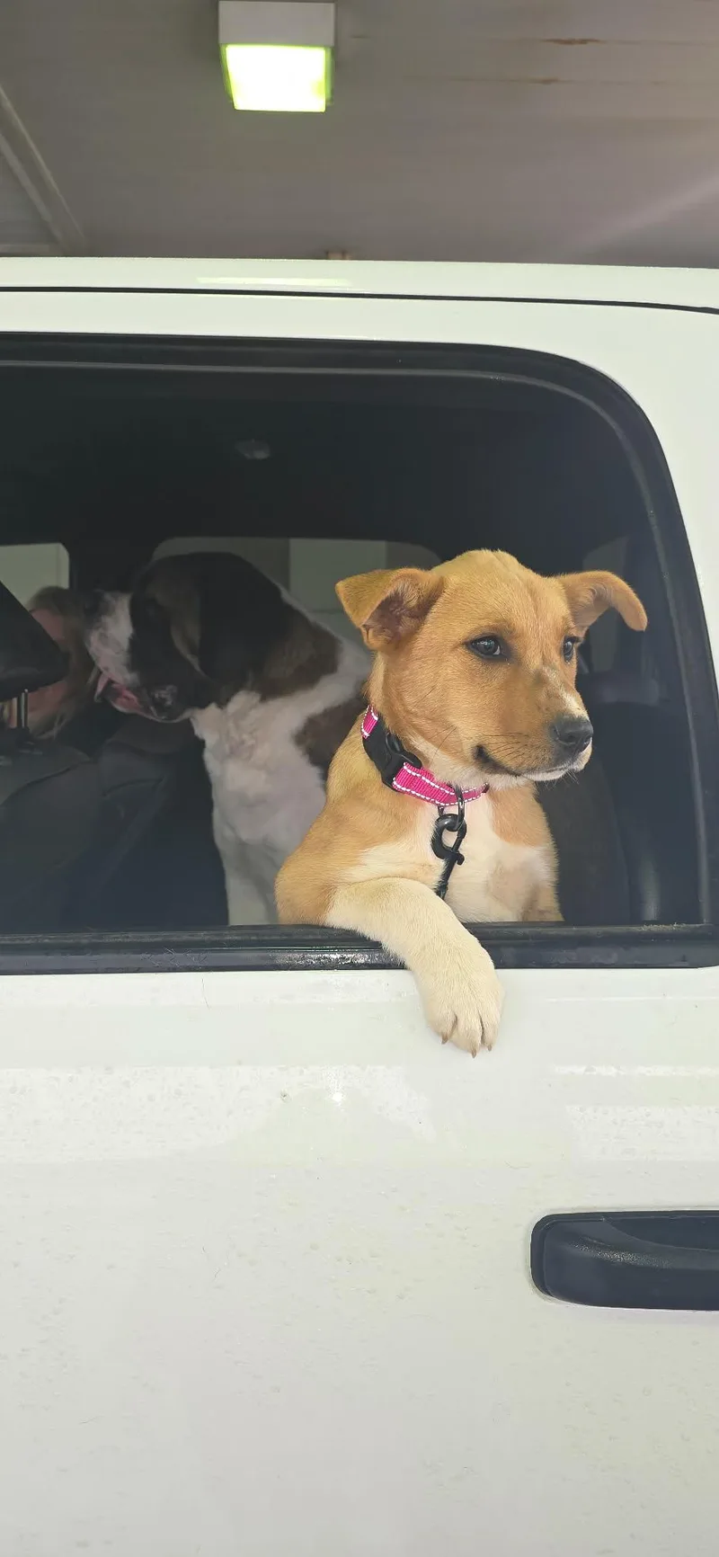 Honey Bee thumbnail 3