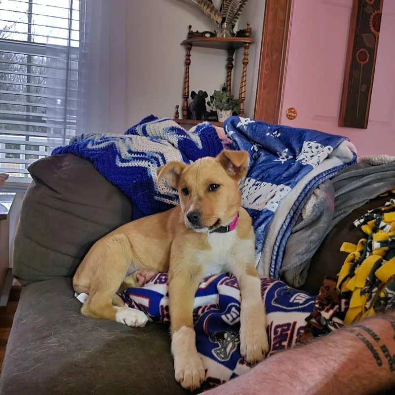 Honey Bee thumbnail 4