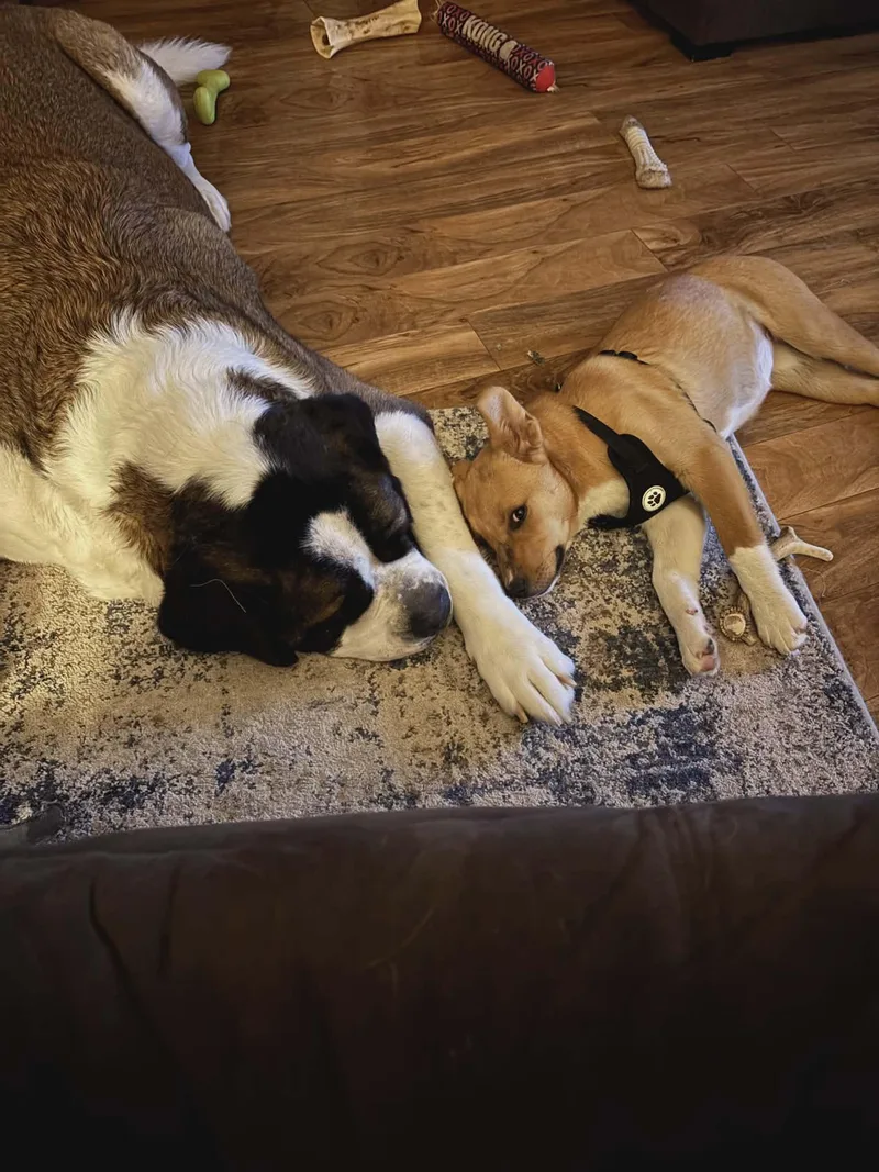 Honey Bee thumbnail 5