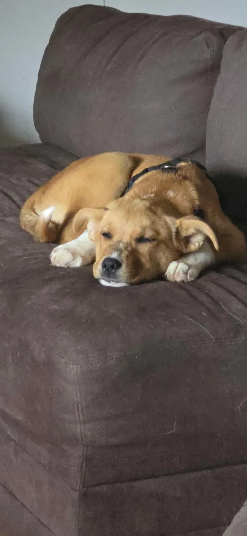 Honey Bee thumbnail 6