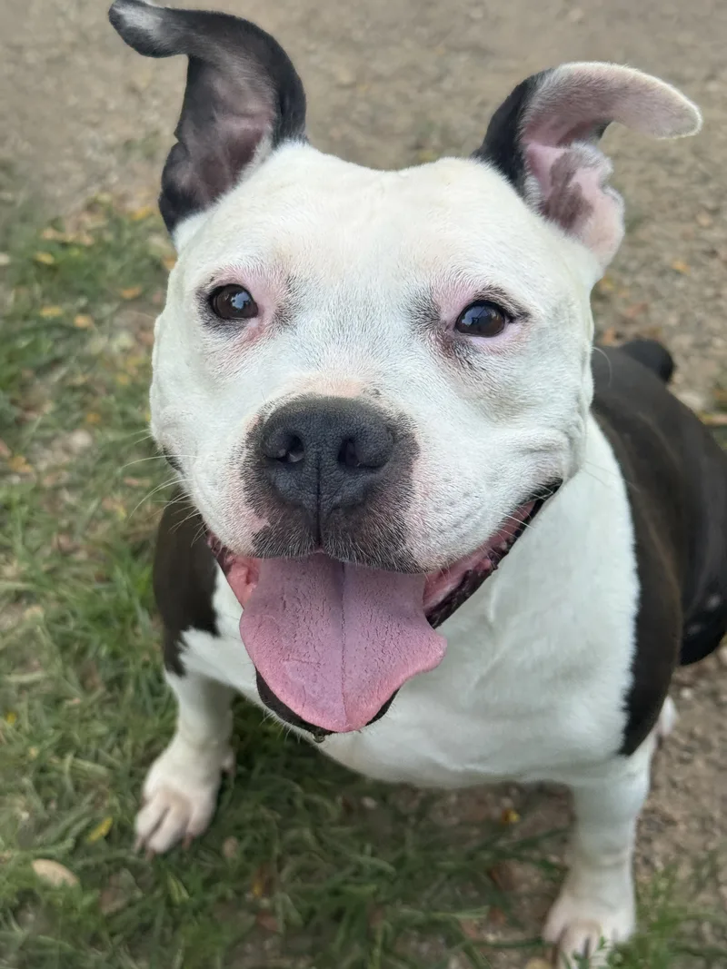 An adult large-sized female Brindle Bulldog dog named Nora for adoption in Anderson, IN