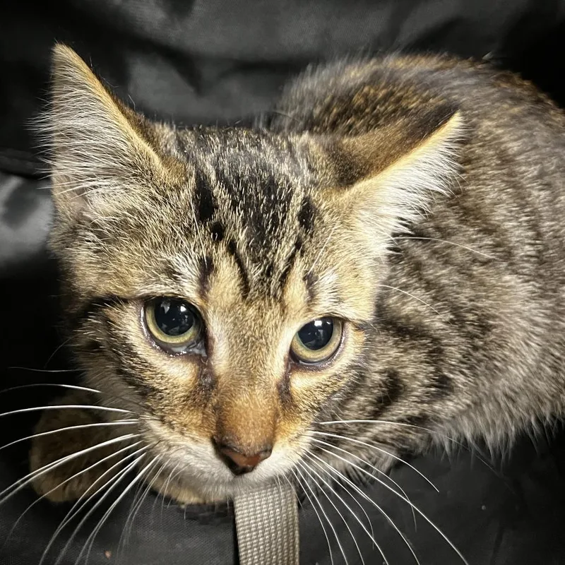 A baby small-sized female Brown / Chocolate Domestic Short Hair cat named Magic for adoption in Harrisonburg, VA