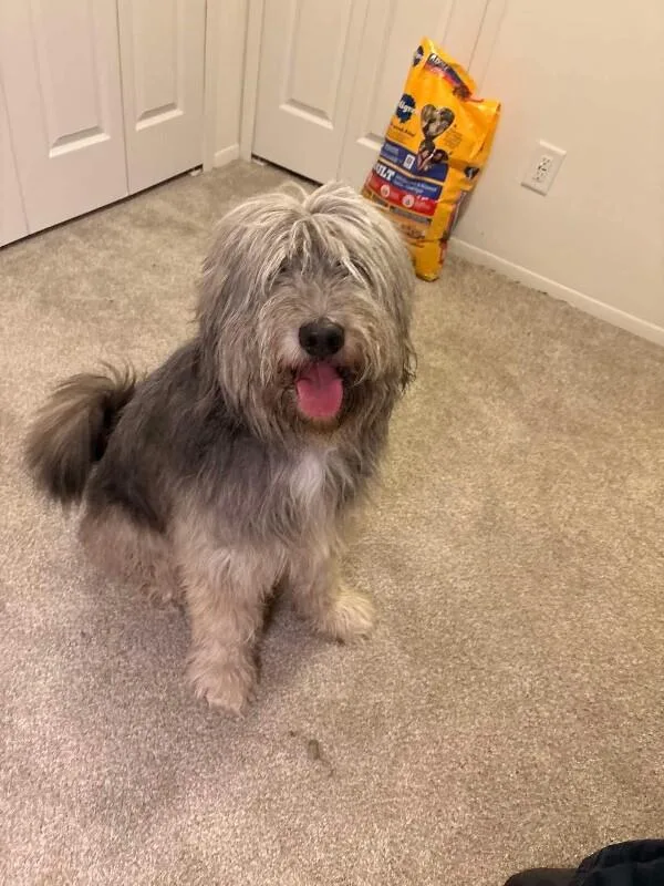 A young large-sized male Gray / Blue / Silver Old English Sheepdog dog named Smokey for adoption in Georgetown, OH