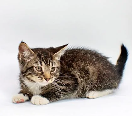 A baby small-sized male Domestic Short Hair cat named Popsicle for adoption in Morton Grove, IL