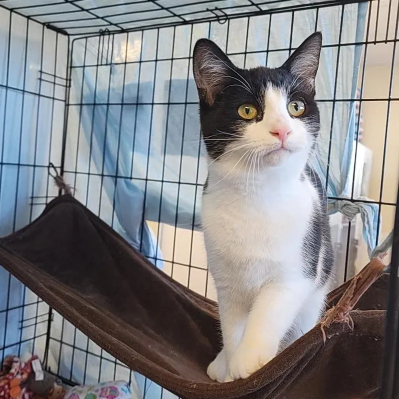 A young small-sized female Black Domestic Short Hair cat named Winnie for adoption in Monroe, MI
