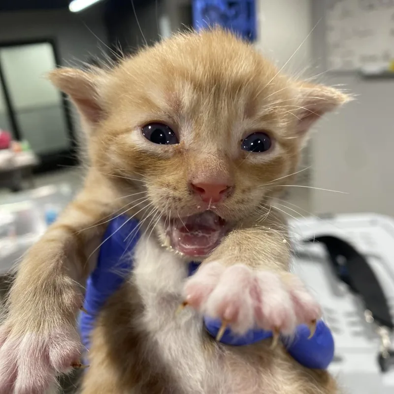 An adult large-sized male Domestic Short Hair cat named Igor for adoption in Tampa, FL