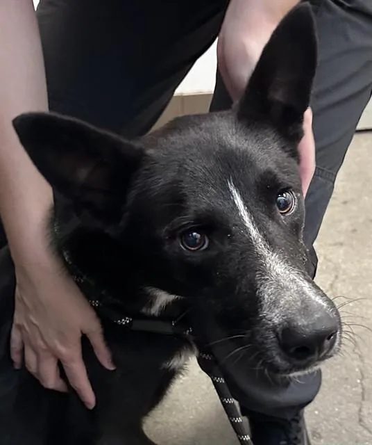 A young large-sized male German Shepherd Dog dog named Ghost for adoption in Tucson, AZ