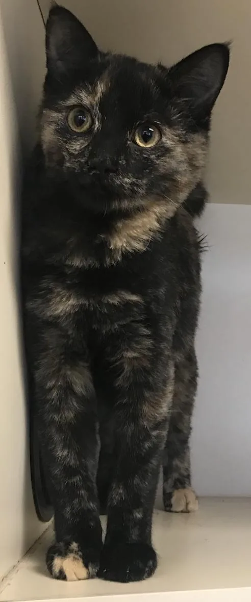 A young medium-sized female Domestic Medium Hair cat named Lettuce for adoption in Buena Vista, CO