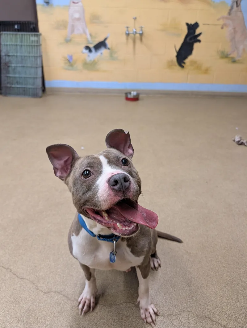 An adult medium-sized female White / Cream Pit Bull Terrier dog named Bunny for adoption in Port Washington, NY