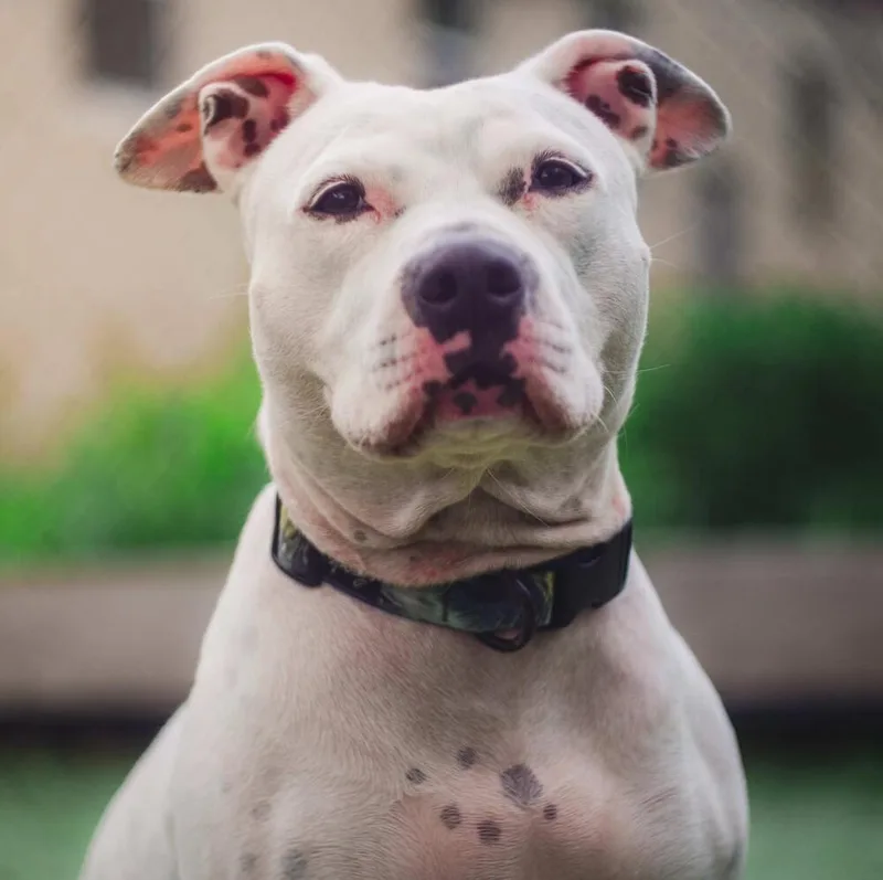 An adult medium-sized female White / Cream American Staffordshire Terrier dog named Lindy for adoption in Long Island City, NY