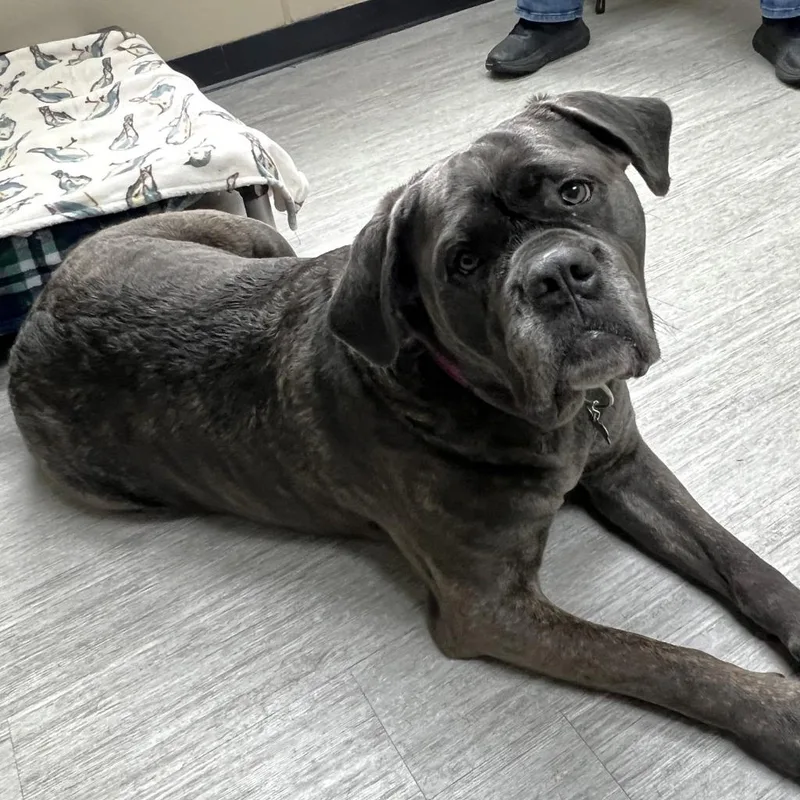 A young large-sized female Cane Corso dog named Peaches for adoption in State College, PA