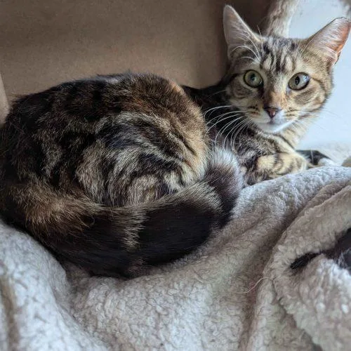 An adult medium-sized female Tabby (Brown / Chocolate) Domestic Short Hair cat named Firefly for adoption in Seven Valleys, PA