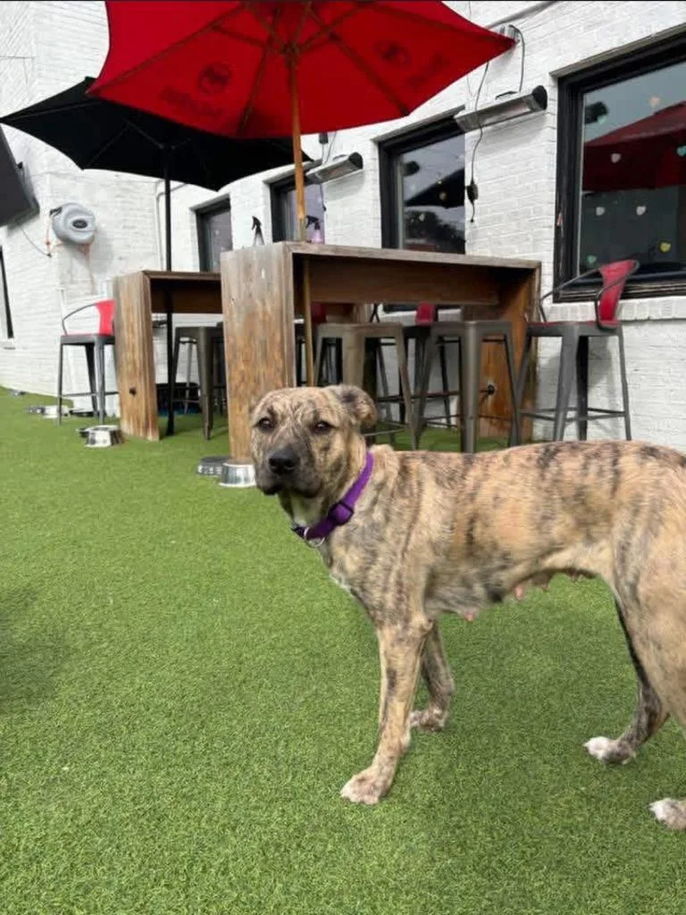 A young medium-sized female Mixed Breed dog named Charlotte for adoption in Little Rock, AR